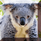 Play Zoo Hid Objects 2